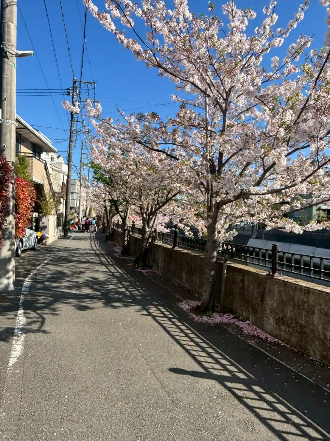春天的櫻花隧道